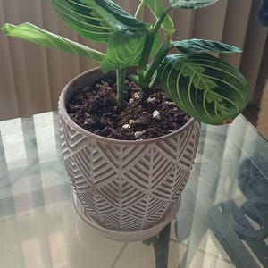 Chloe added a photo of their purchase