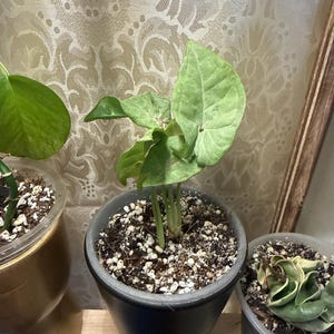 Kimberly hat ein Foto des gekauften Artikels hinzugefügt