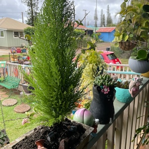 Doreen added a photo of their purchase