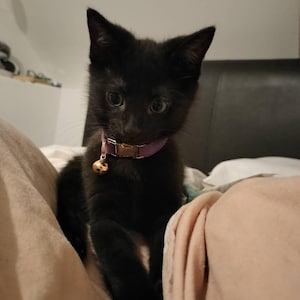 Meg hat ein Foto des gekauften Artikels hinzugefügt