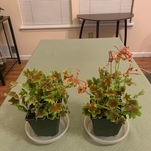 Mary added a photo of their purchase