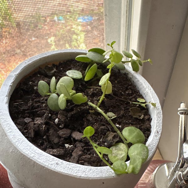 Vining Turtle String of Turtles Vining Starter Plant **(ALL Starter Plants Require ...