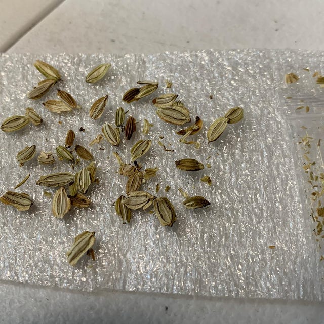 신선초 Seeds (20+) Ashitaba / Angelica Keiskei Seeds - Etsy