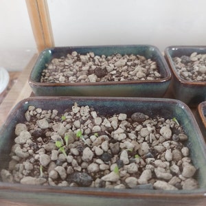 カラフルなリトープスの種：生きた石の多肉植物、DIYホーム