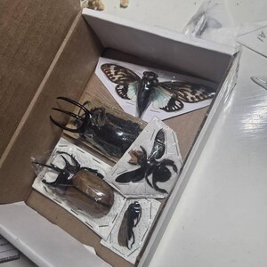 Xylocopa Latipes Black Carpenter Bee Spread Real Bumblebee Insect