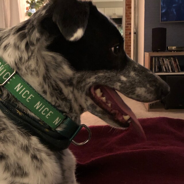 Weihnachts Hundehalsband Mit Karomuster – Rot-grüne Krawatte Für Kleine, Mittlere & Große Hunde