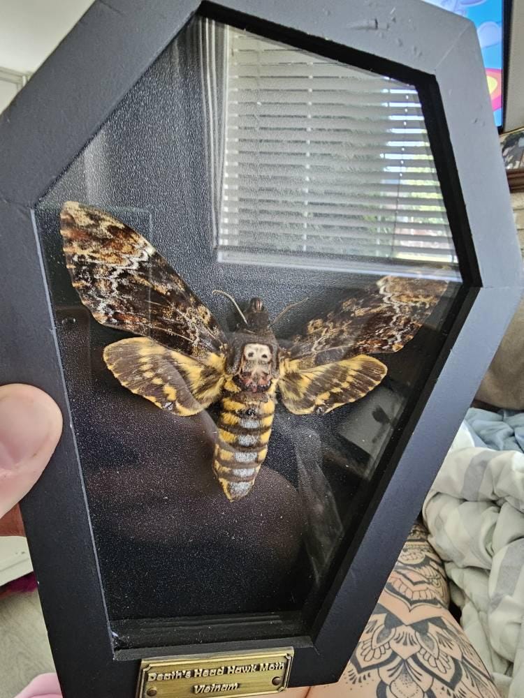 Real Death Head Moth Acherontia Coffin Frame, Black Gothic Hanging Decor, Skull Moth Oddities Curiosities Gallery, Dark Gothic Wall Decor