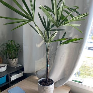 Dana added a photo of their purchase