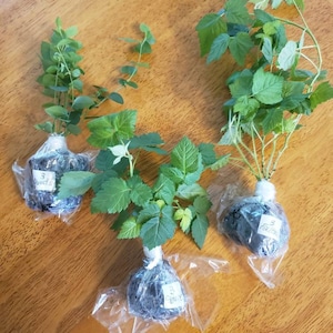 Maria added a photo of their purchase