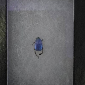 Hoplia Coerulea One Real Metallic Blue Scarab Beetle Unmounted