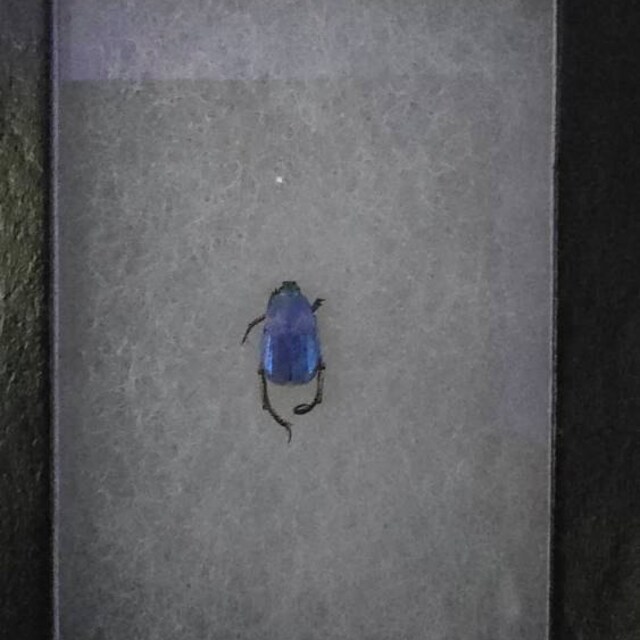 Hoplia Coerulea One Real Metallic Blue Scarab Beetle