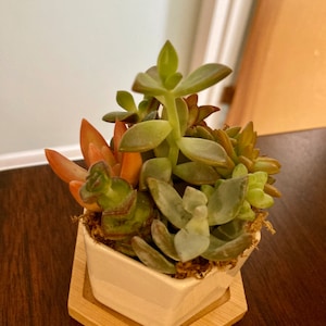 Etsy buyer added a photo of their purchase