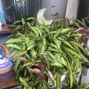 Nikki added a photo of their purchase