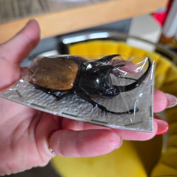Giant Roly Poly Pill Bug, Sphaeropoeus Lugubris, Mounted in a Bell Jar ...