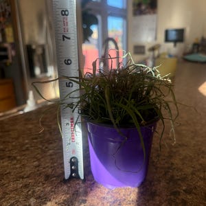 Heather a ajouté une photo de son achat