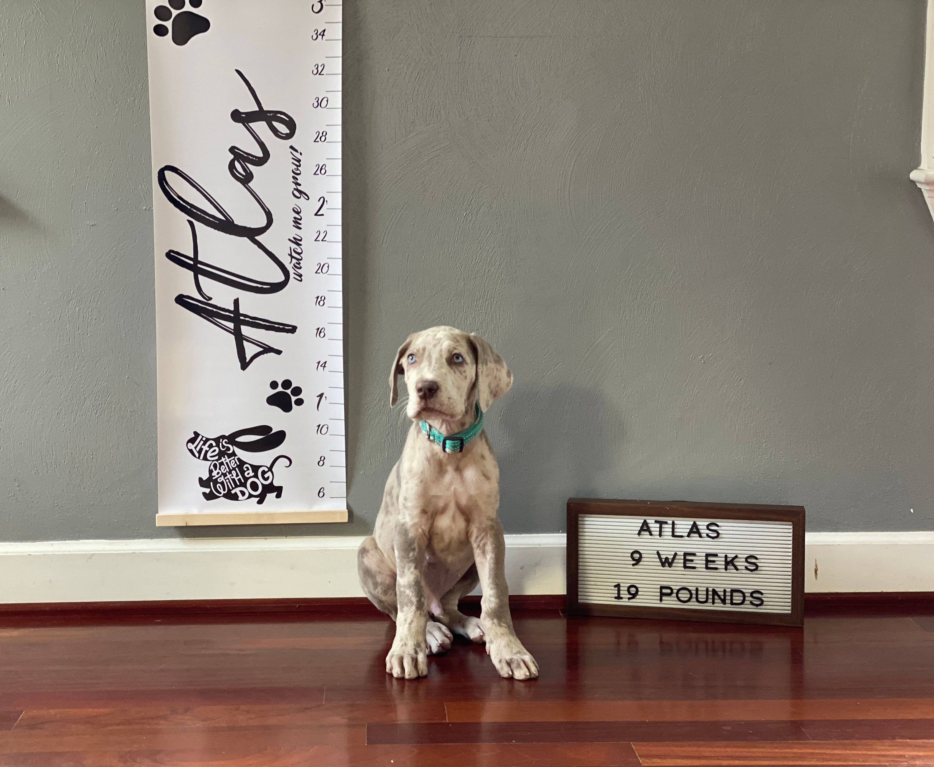 Growth chart for dogs Puppy height chart Pet decor New puppy gift Dog adoption