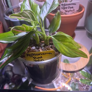 Aglaonema Red Vein : Red Leaf Tropical Chinese Evergreen – Indoor