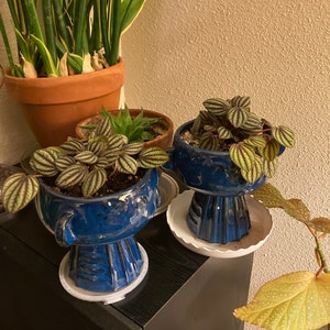 D'Arcy added a photo of their purchase