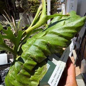 Platycerium 'mt. Kitshakood' - Etsy