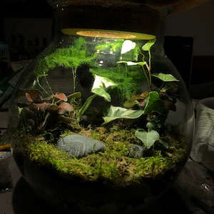 Lauren a ajouté une photo de son achat