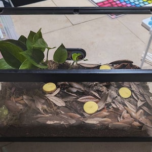 Kaelei added a photo of their purchase