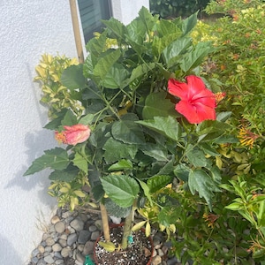 Carline added a photo of their purchase