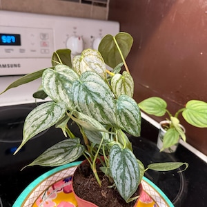 Sandy added a photo of their purchase