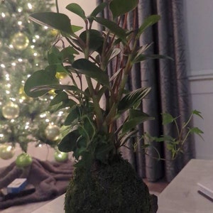 Katlyn ha añadido una foto de su compra