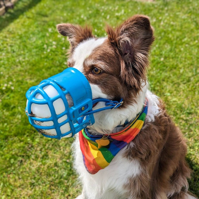 Anti poop eating muzzle online