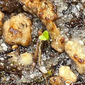 Mitrophyllum mitratum RARE / 20 seeds Living Stones | Etsy