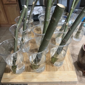 Terry ha añadido una foto de su compra