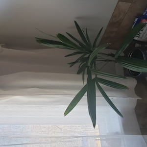 Maria added a photo of their purchase