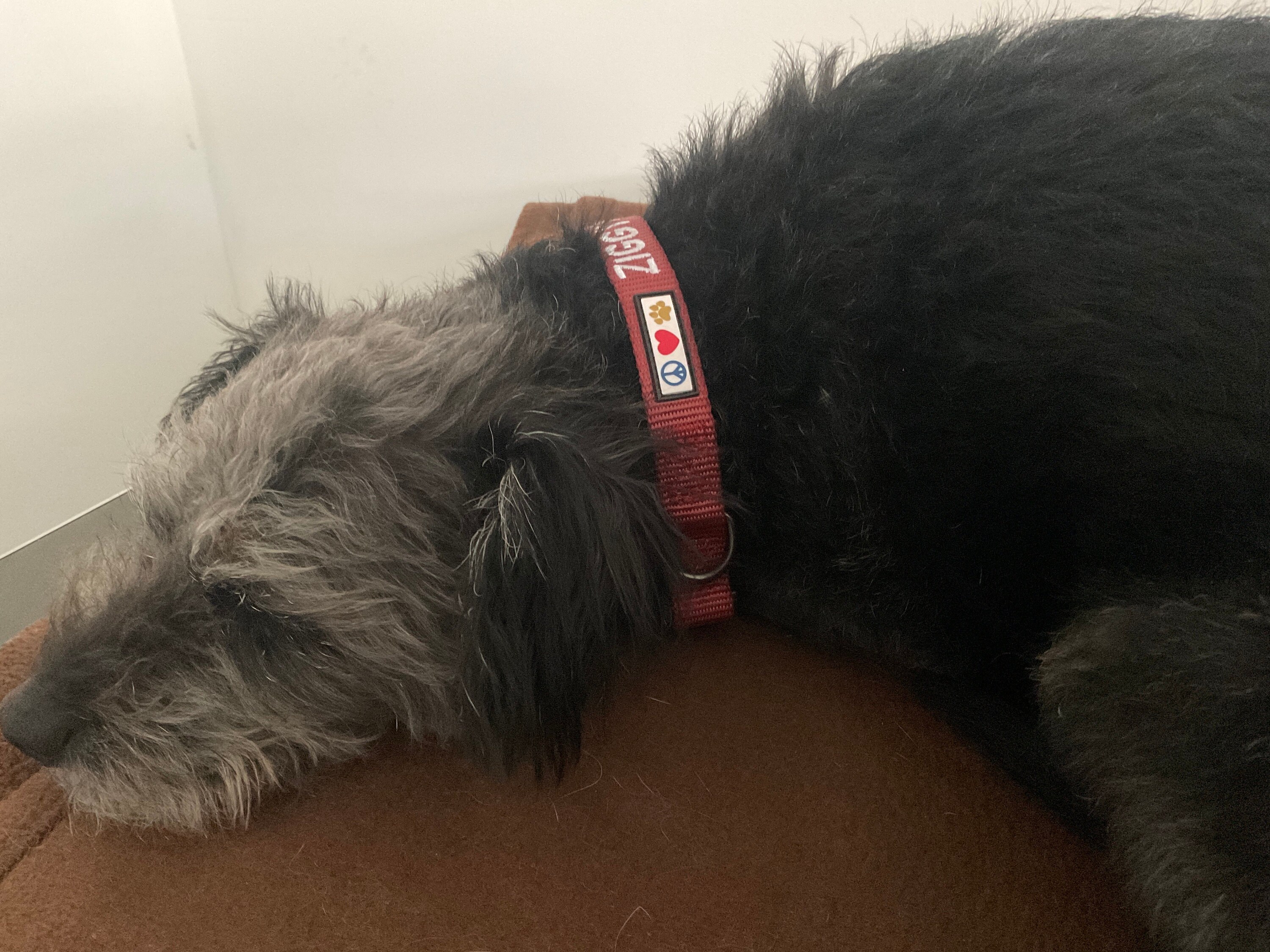 Dog Collar With Name And Phone Number