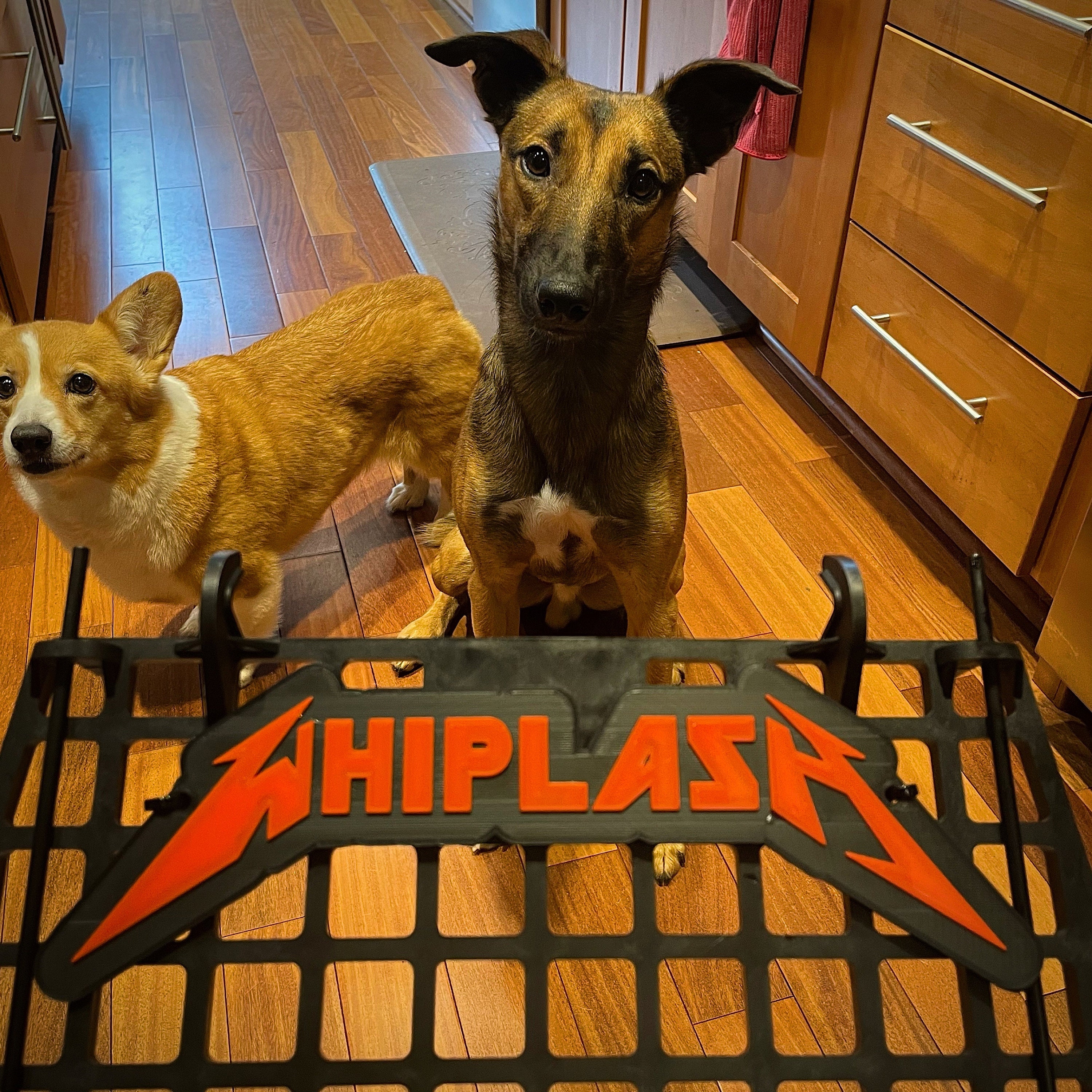 Mr. Brightside Personalized Pet Crate Tag, Dog Kennel Sign