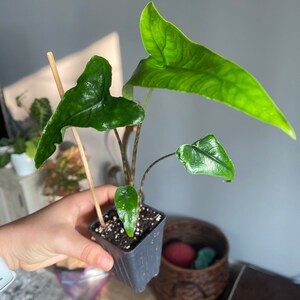 Reticulata Elephant Ear Live Plant Alocasia Zebrina Etsy