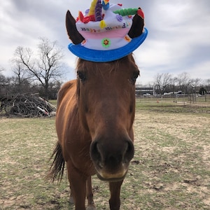 Birthday Hat for Horse or Pony With Candles Soft Equine Birthday Hat