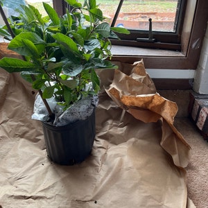 Phoenix added a photo of their purchase