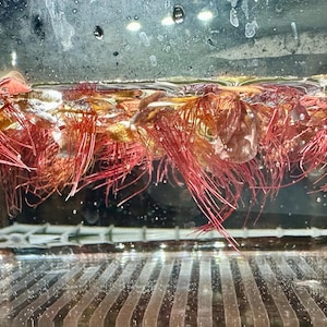 Marne added a photo of their purchase