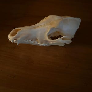 本物のコヨーテの頭蓋骨 - Etsy 日本
