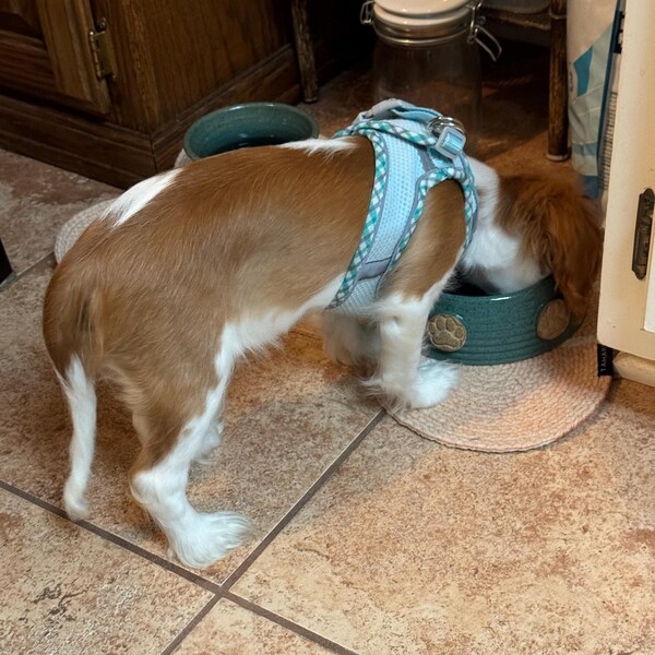 Medium Pet Dish -dog Bowl With Paw Prints- Aqua Turquoise Pottery Dog ...