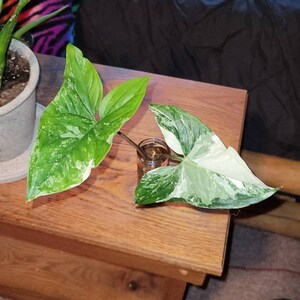 Alyx hat ein Foto des gekauften Artikels hinzugefügt