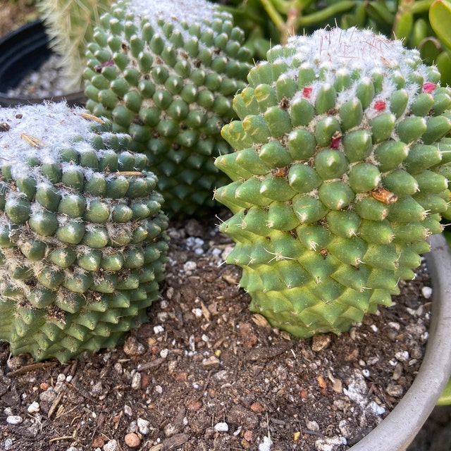 Mammillaria "magnimamma Toluca " Cactus - Etsy