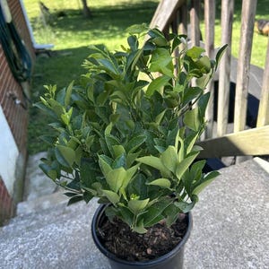 William added a photo of their purchase