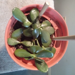 The Jade Plant – Undemanding and Easy to Grow - Gardening4Joy