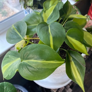 Karen Costa added a photo of their purchase