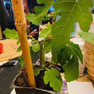 Lynn ha añadido una foto de su compra