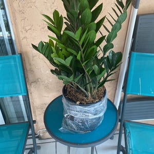 braided snake plant Sansevieria Cylindrica Braid | Indoor Plants main image 1
