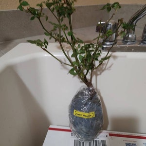 Elisa ha añadido una foto de su compra