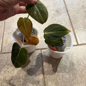 Nique’ added a photo of their purchase
