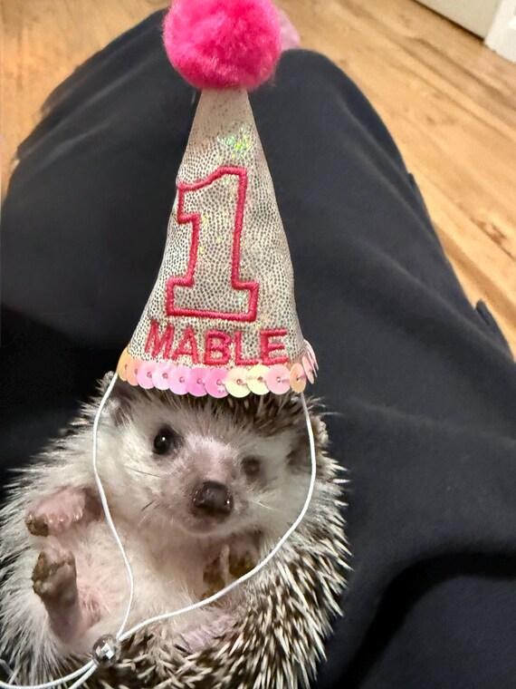 Customer photo of a pet with the First Birthday hat and matching tie or bow
